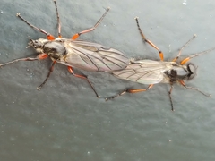 Bibio xanthopus