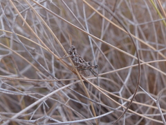 Dericorys carthagonovae