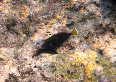 Sufflamen chrysopterum