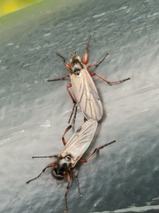 Bibio palliatus