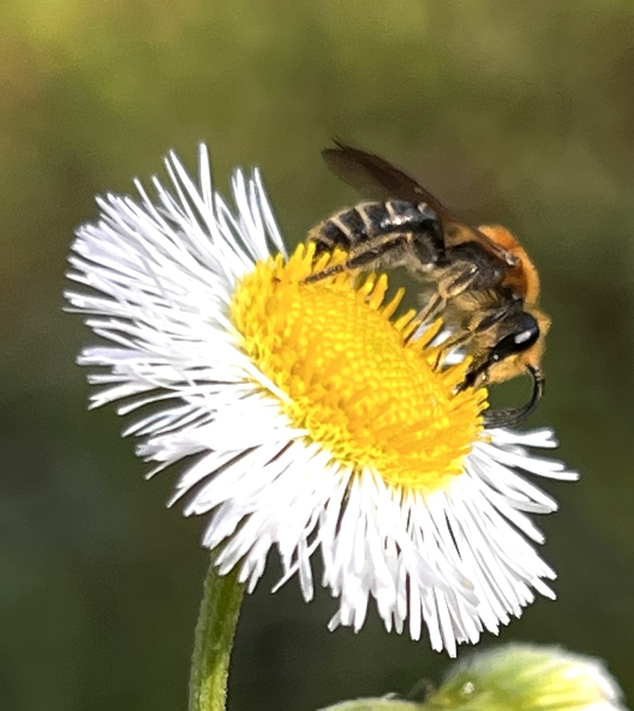 Rufous-backed Cellophane Bee in March 2023 by Lillie · iNaturalist