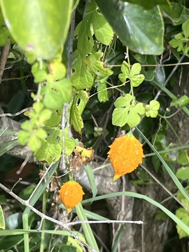 Foto de Melão-de-são-caetano