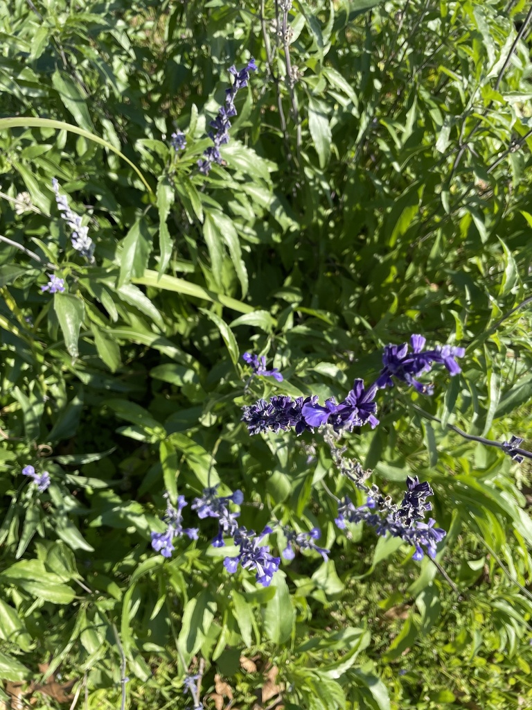 Foto de Salvia Azul