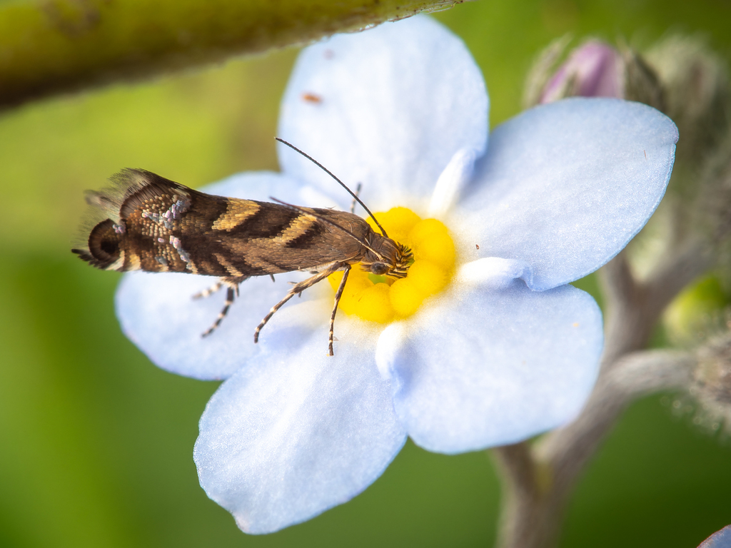 Glyphipterix tungella
