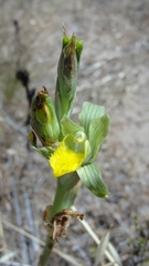 Chloraea cristata