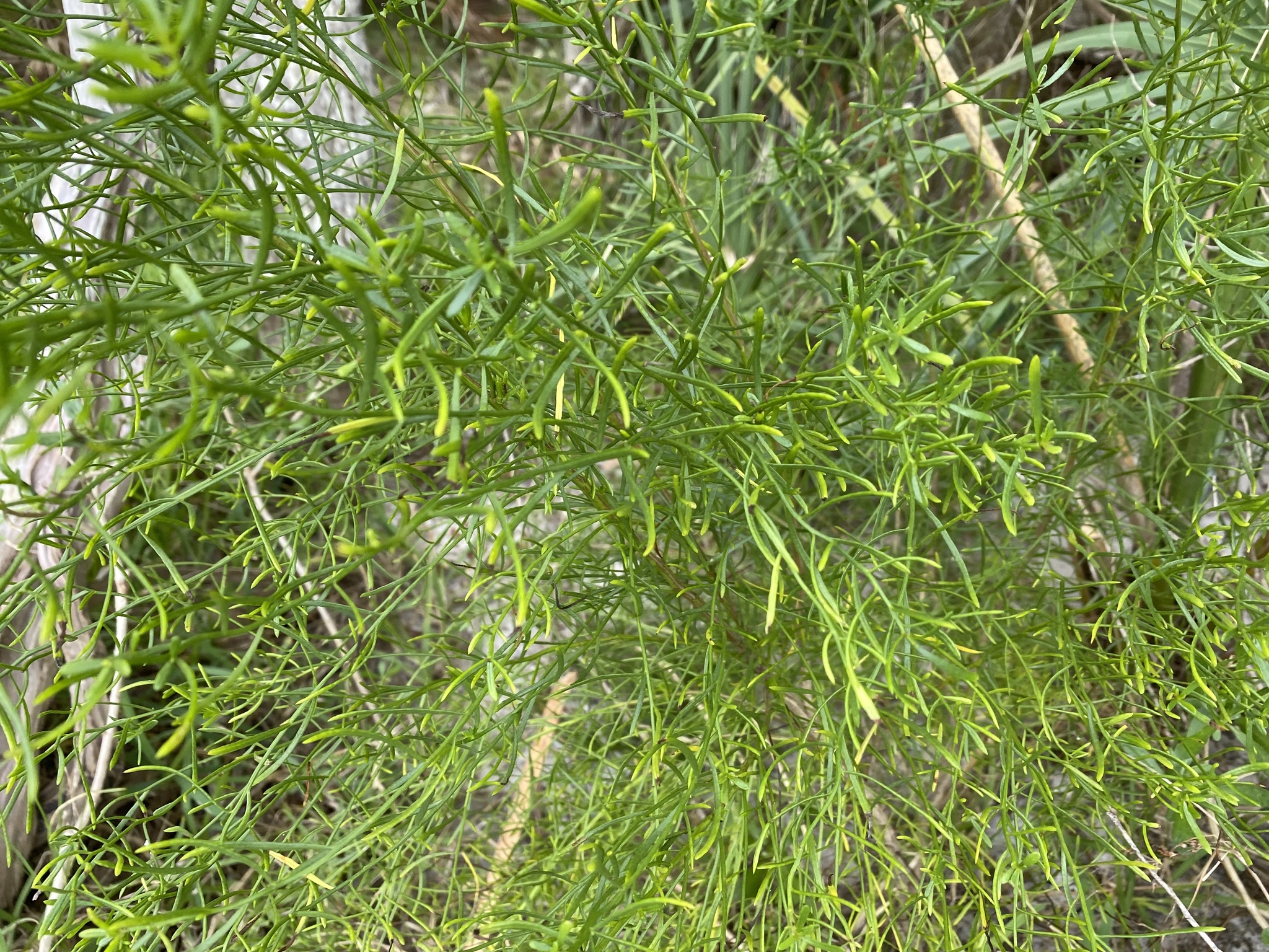 Imagem de Marmelo-do-cerrado