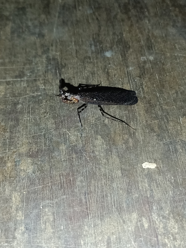 Pseudomiopteryx guyanensis
