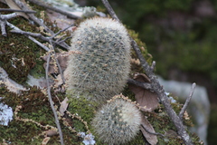 Mammillaria densispina
