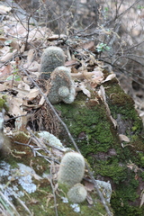 Mammillaria densispina