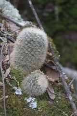Mammillaria densispina