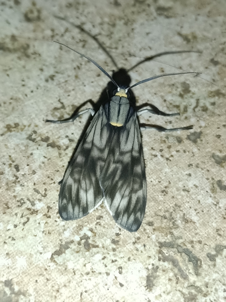 Eucereon marmoratum