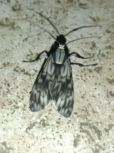 Eucereon marmoratum