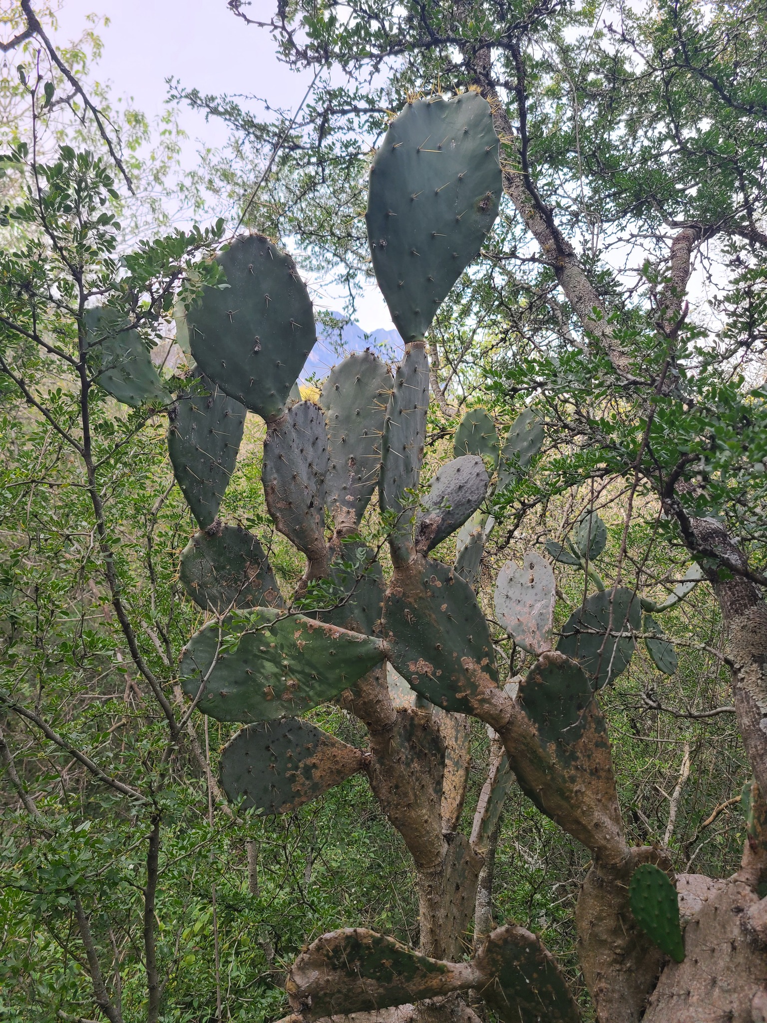 Imagem de Palma