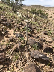 Androstephium breviflorum