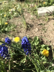 Muscari neglectum