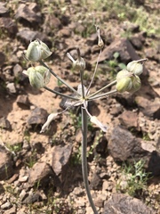 Androstephium breviflorum