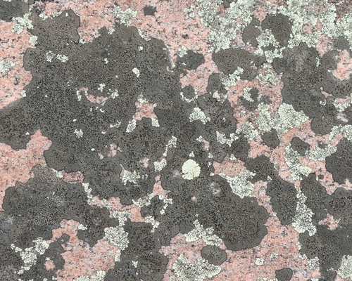 Rhizocarpon grande, 2023-08-21