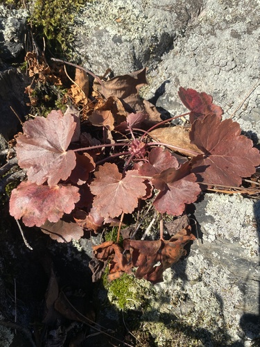 Heuchera
