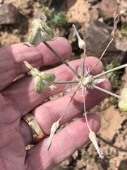 Androstephium breviflorum