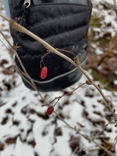 Foto de Pimenta-de-jardim