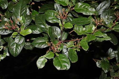 Foto de Laurustinus