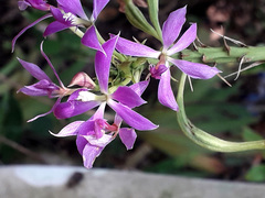 Epidendrum flexuosum