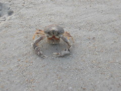 Persephona aquilonaris