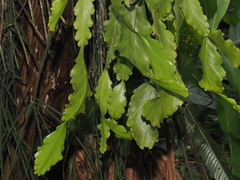 Rhipsalis crispata, photograph (c) desertnaturalist, some rights reserved (CC BY)