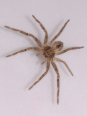 Philodromidae