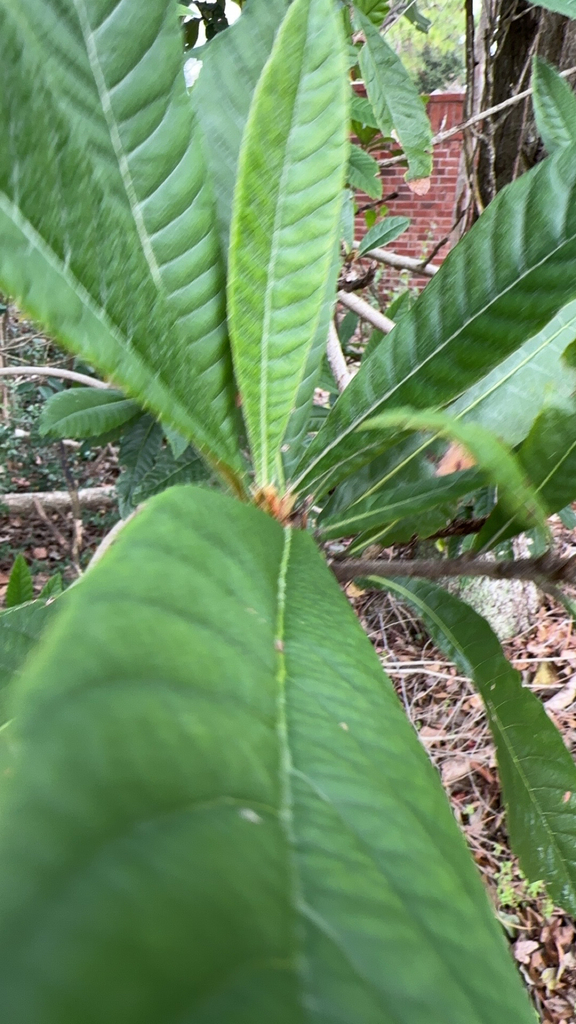Foto de Ameixinha amarela