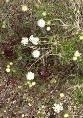 Chaenactis carphoclinia