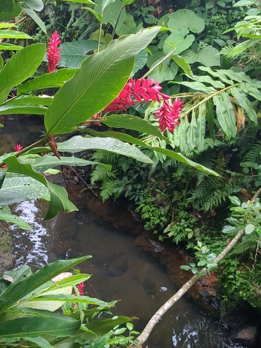 Foto de Gengibre-vermelho