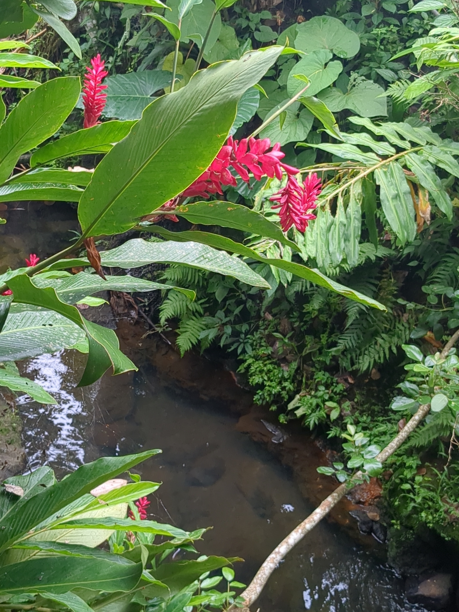 Imagem de Gengibre-vermelho