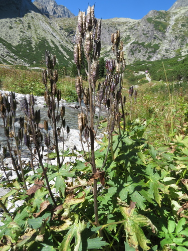 stračia nôžka tatranská (Delphinium oxysepalum)