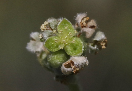Bernardia lagunensis