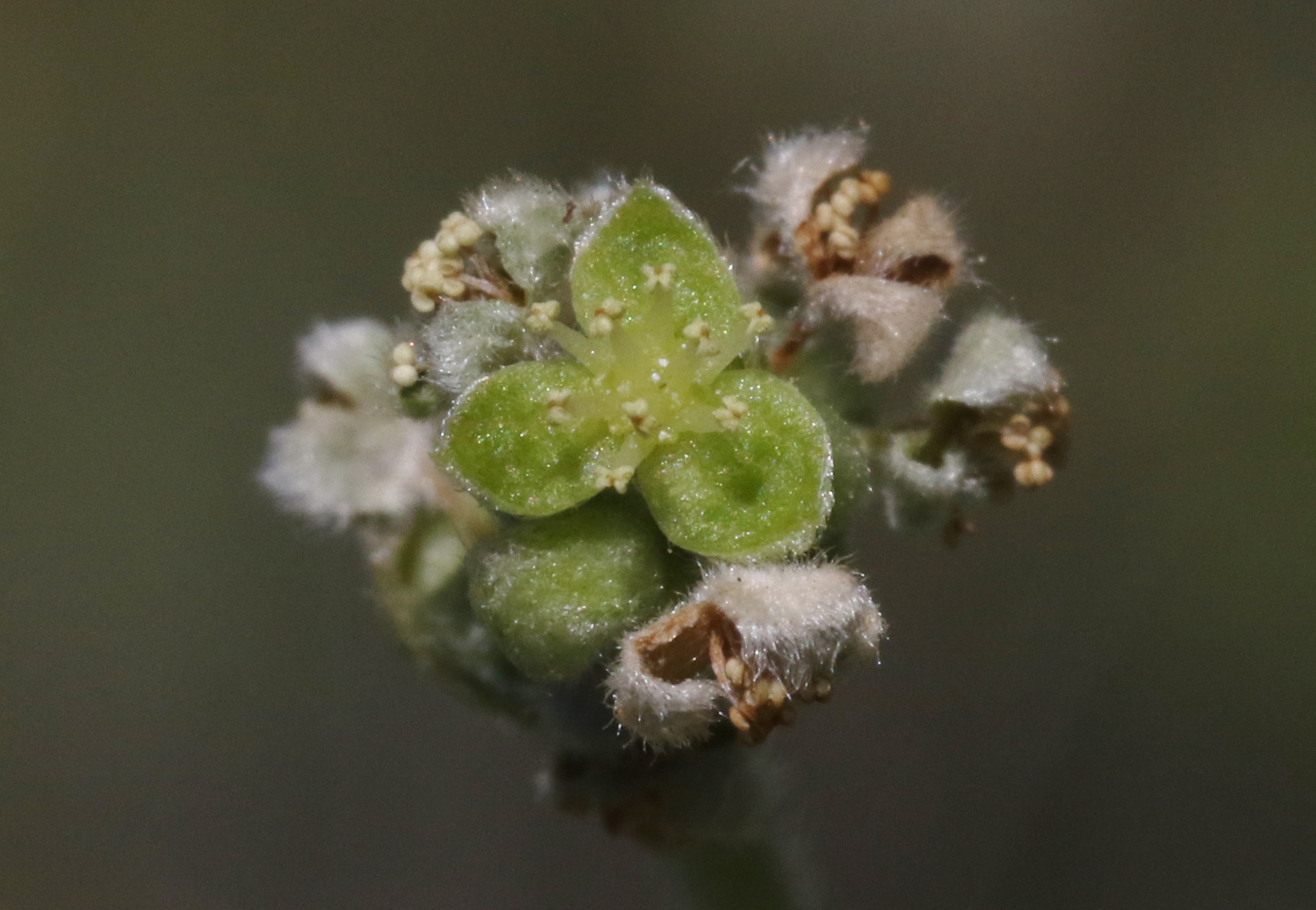 Bernardia lagunensis