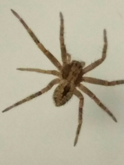 Philodromidae