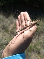 Tithonophasma cancellatum