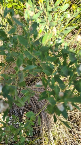 Foto de Marmelo-do-cerrado