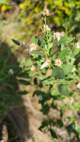Foto de Marmelo-do-cerrado