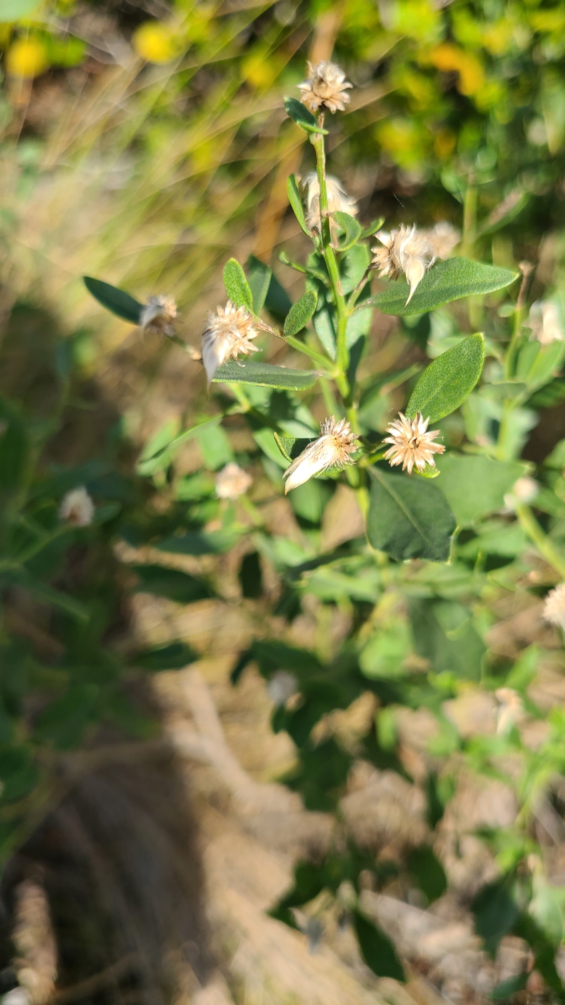 Imagem de Marmelo-do-cerrado