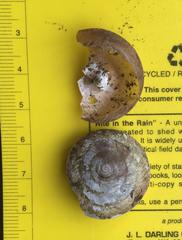 Dyakia regalis