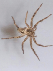 Philodromidae