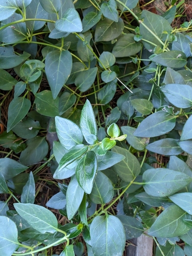 Foto de Vinca