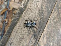 Zopherus nodulosus nodulosus