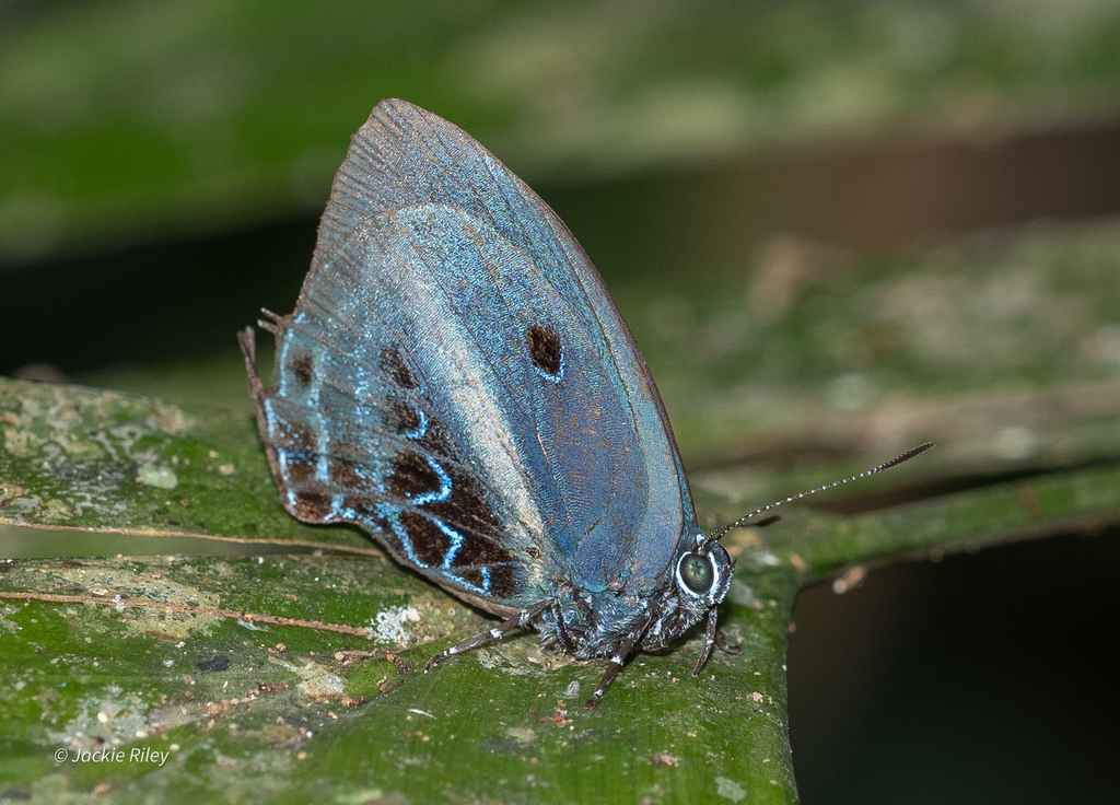 Mithras nautes from Finca Las Piedras, Tambopata, Peru on August 27 ...