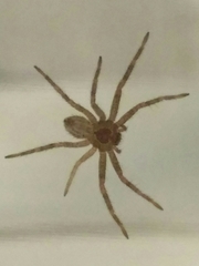 Philodromidae
