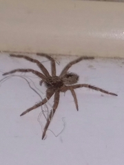 Philodromidae