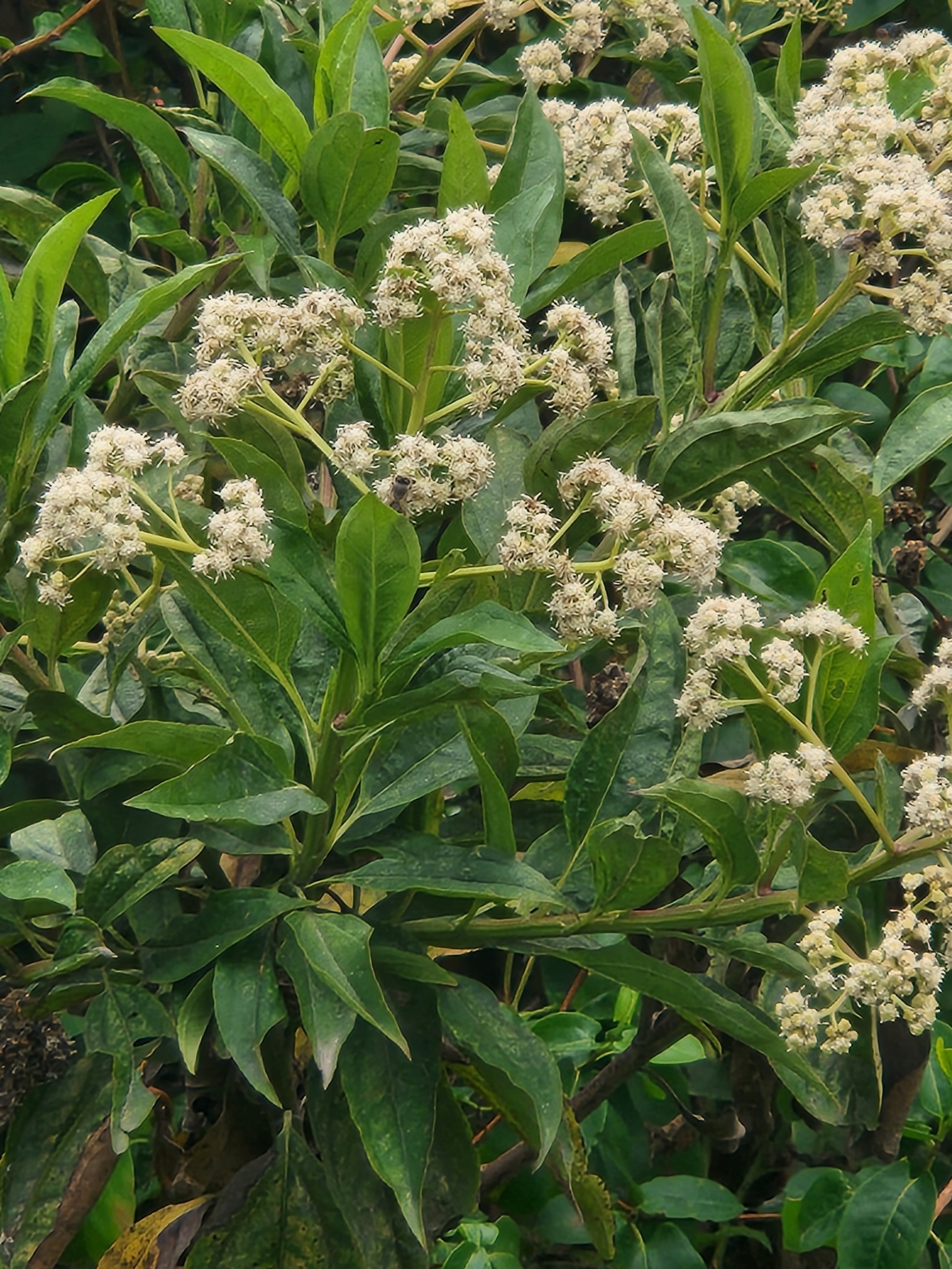 Imagem de Marmelo-do-cerrado