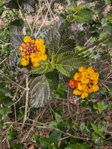 Foto de Cambará